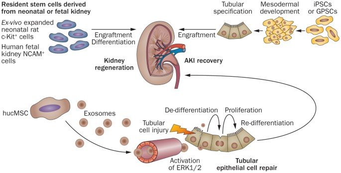 stem cells and kidney regeneration