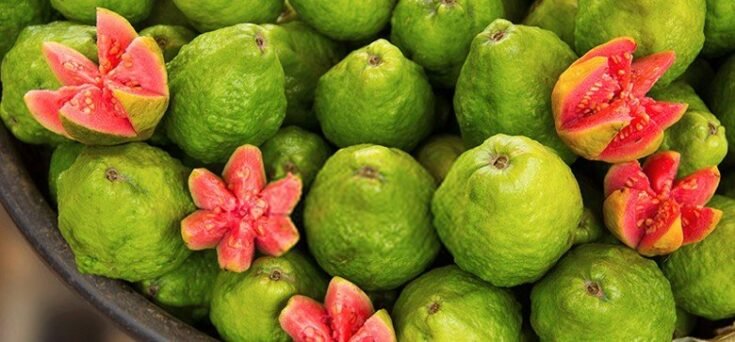 guava-weight-loss