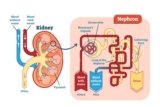 kidney functionality, Diseases and treatment options
